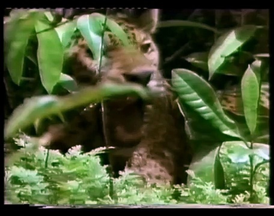 TV Offal - Satirical song in the 80s genre - David Attenborough