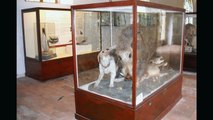 Museo di storia naturale a Calci (pi).wmv