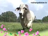 Amazing Big, Beautiful Qurbai Bulls & Cows | Yeh Ada Yeh Naaz Yeh Andaz Aa Pukaar