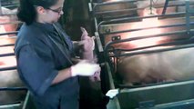 Shocking Video: Walmart Pork Supplier Caught Abusing Pigs