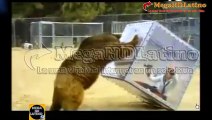 Mujer en caja es atacada por oso pardo