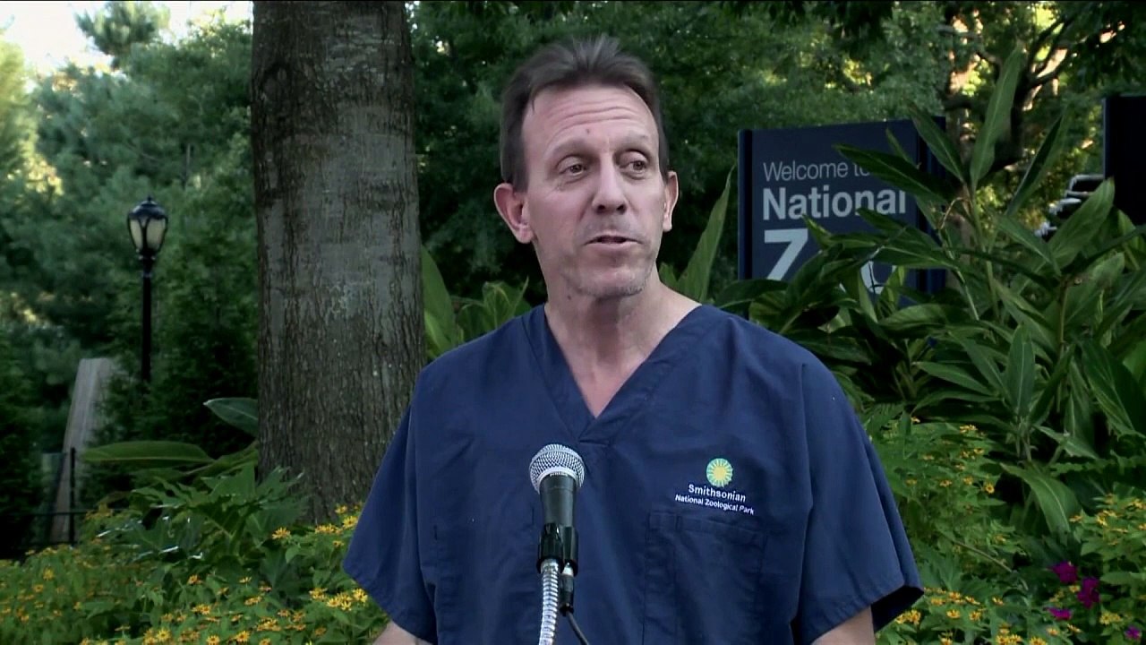 Zoo in Washington feiert Geburt von Panda-Zwillingen