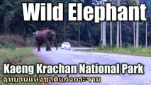 Wild Elephant Kaeng Krachan National Park