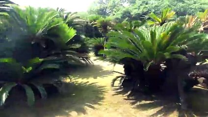 Cycad grove at koraku-en garden, Okayama, Japan