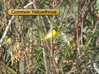 Birds Upper Newport Bay, California