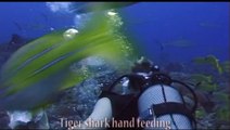 TIGER SHARK riding & hand feeding in Moorea,Polynesia