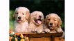 Labrador Retriever Puppies and Dogs - Best Animal Dog Videos