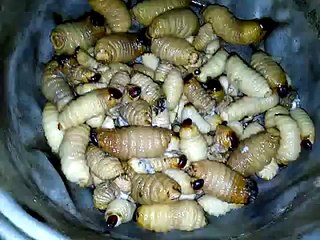 coconut worms (cooked in style)