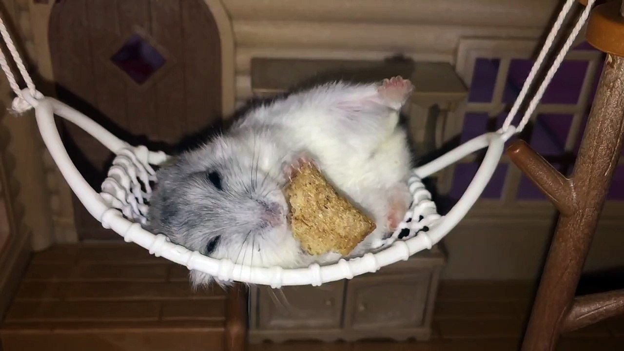 You'll Never Be as Chilled as This Happy Hamster in Hammock