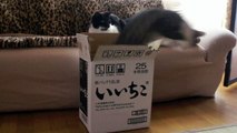 ゆっくりジャンプ&ニャー - Cat Slow Jump & Meow -