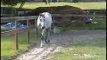 Excess - 4yo Grey TB Jumping 2' Courses - SOLD