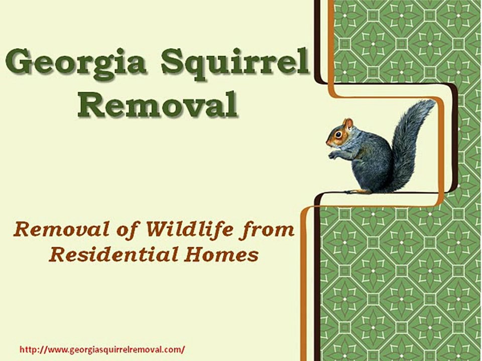 Squirrel Pest Control- Best Remedy To Keep Them Away From Your House