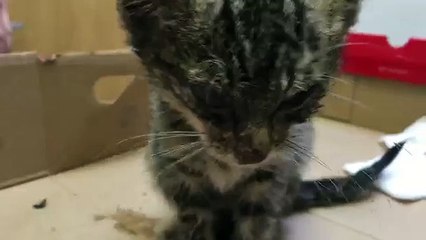 Desperate south Los Angeles kitten almost thrown in street to be killed - RESCUED