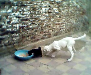 dogo argentino vs bestia desconocida