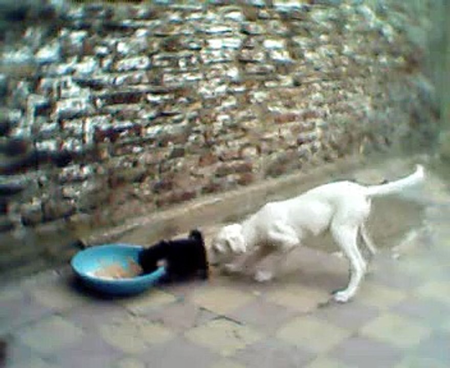 dogo argentino vs bestia desconocida