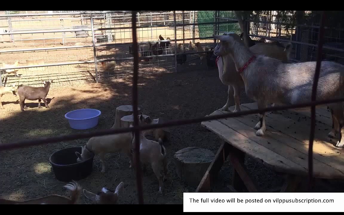 Vilppu drawing goats from life
