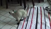 Kira the Siamese Cat Playing with Feather Ball