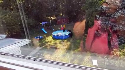 A bear family takes a dip in our pool