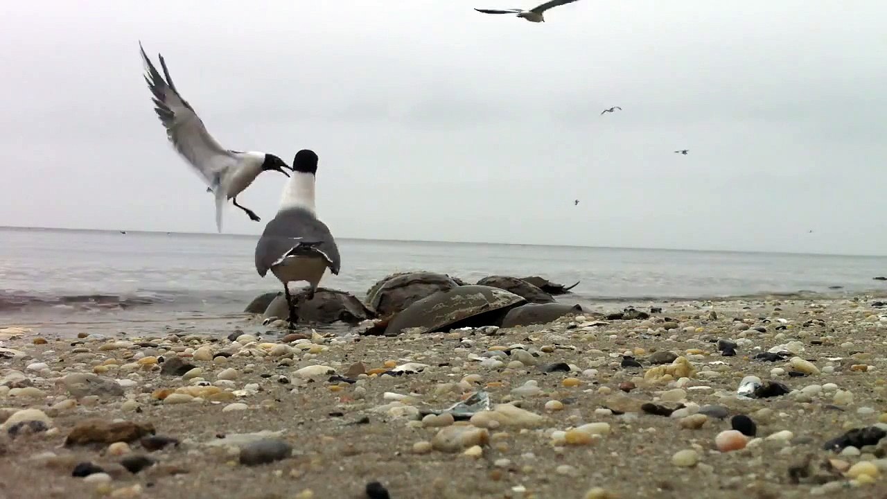 Horseshoe crabs spawning on Delaware Bay @ Reeds Beach, NJ
