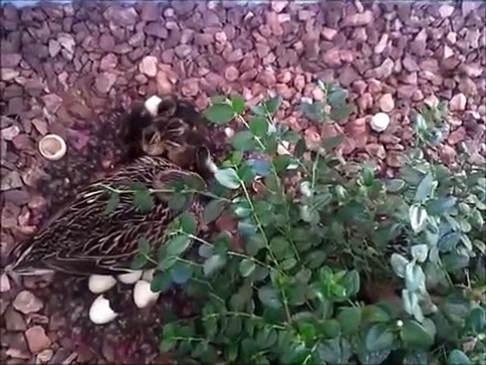 Daisy Returns 2012 part 1
