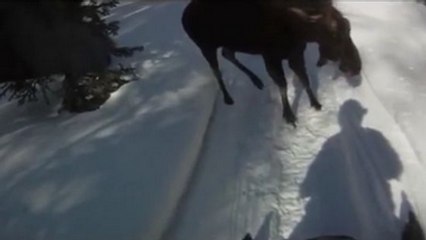 Snowmobiler Gets Attacked By Moose