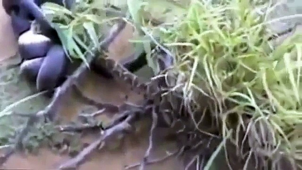 Wild Animal Planet  King Cobra Vs Python Full Documentary