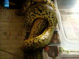Anaconda Amarilla - Yellow anaconda