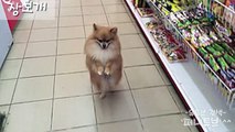 심쿵주의! 개 제목학원 시리즈 8 - 재미있는 웃긴 황당한 귀여운 개 강아지 반려동물 동영상 모음