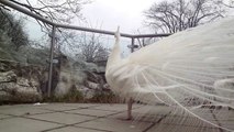 Beautiful Peacock display of plumage