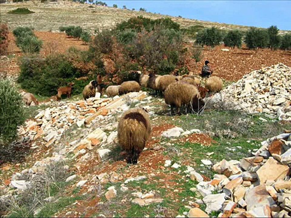jindires-efrin-kurdistan مناظر من عفرين شهريبانا كوردي