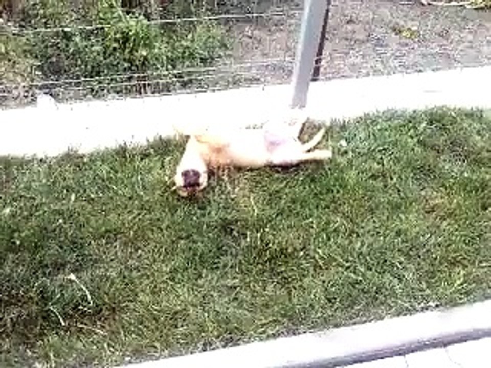 Funny dog sleeping
