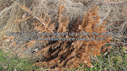 Affiliates - What is an Affiliate?