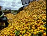 How Orange Juice Is Made - benefits of orange juice