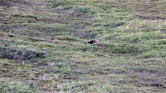 Adorable Grizzly Bear rolling down a hill