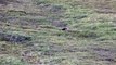 Un Grizzly fait des galipettes sur l'herbe - Vu au Denali National Park.