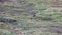 Un Grizzly fait des galipettes sur l'herbe - Vu au Denali National Park.