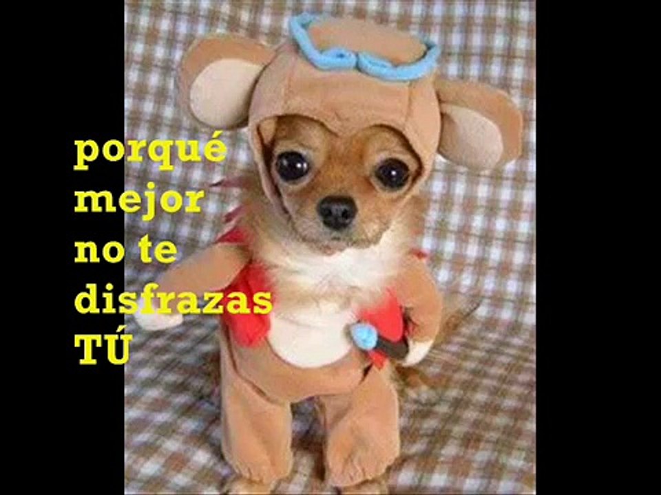 animales graciosos chistosos en video