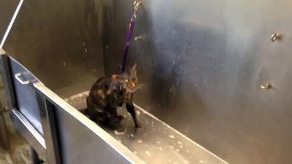 Un chat dit "Pas plus" pendant son bain