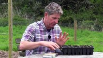 Growing Chickpeas - How to sow and grow Chickpeas