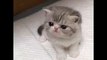 Cute Kitten Melts Your Heart!