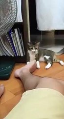 This cat doesn't like smelly feet!!