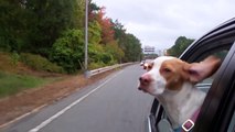 Dog with Floppy Ears Hanging Out of Car:  Cute Dog Maymo