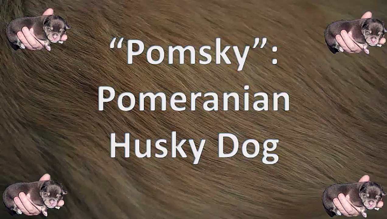 Pomsky puppies