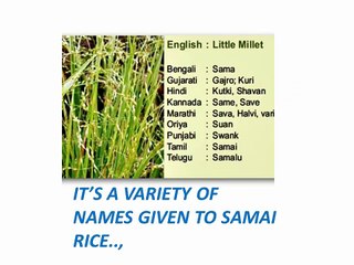 HEALTH BENEFITS OF SAMAI RICE..