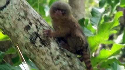 World Meet NINITA. Our New Baby Pygmy Marmoset!
