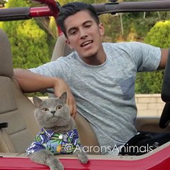 Young Paperboyz Fast & Furryest By Aaron S Animals Facebook