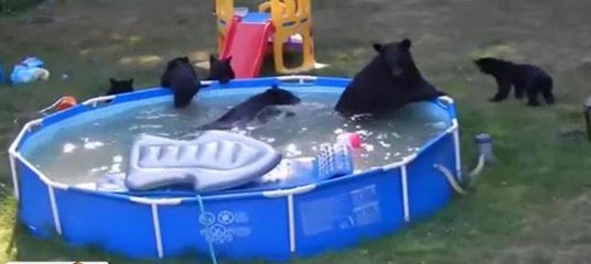 Ayı ailesinin havuz keyfi