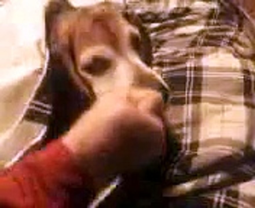 Dog Getting Beat Up!