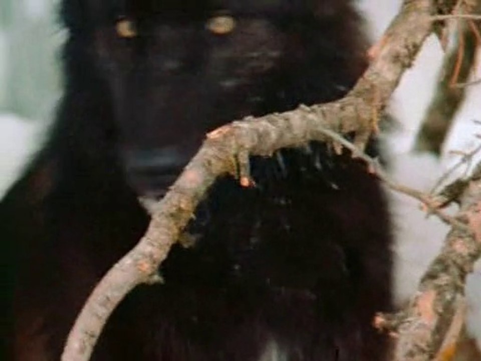 La Revanche des loups