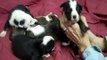Border Collie/Staffordshire Bull Terrier Puppies